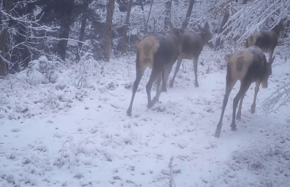Cârd de ciute, la plimbare printr-o pădure din Apuseni. Imagini inedite cu animale sălbatice în mediul natural VIDEO