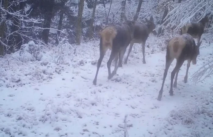 Cârd de ciute din Munții Apuseni FOTO captură video Youtube