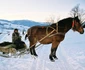 rogojel zi de iarna foto lucian muntean 005 JPG