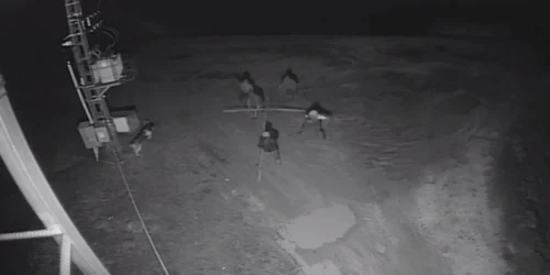 caine ucis piscicola Satu Mare