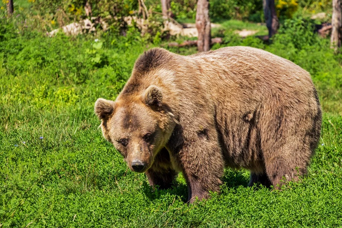 
    Doi bărbați au fost atacați de urs în zone diferite ale țăriiFoto: Pixabay  