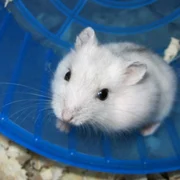  1395 hamsteri de vanzare chiti jpeg