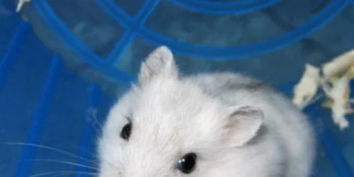  1395 hamsteri de vanzare chiti jpeg