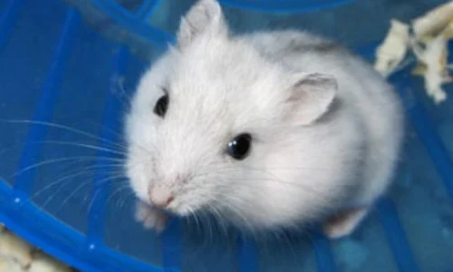 1395 hamsteri de vanzare chiti jpeg