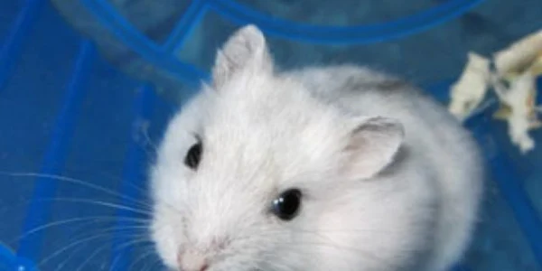  1395 hamsteri de vanzare chiti jpeg