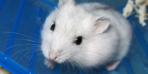  1395 hamsteri de vanzare chiti jpeg