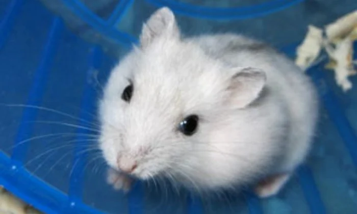 1395 hamsteri de vanzare chiti jpeg