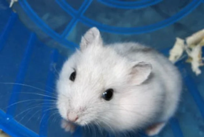Hamsterii au evadat din cuști FOTO: Arhivă