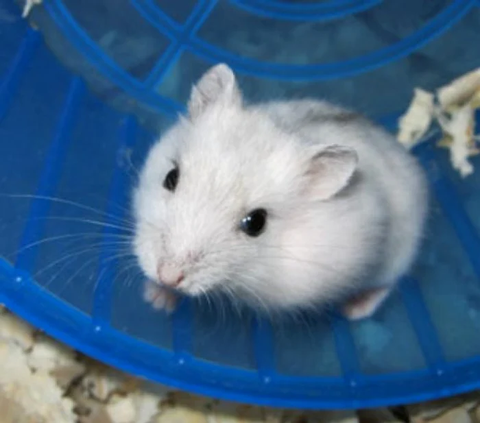 Totul despre hamsterul pitic siberianfoto: anunturi.zoopedia.ro
