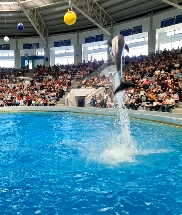 Spectacol FOTO Delfinariul Constanţa
