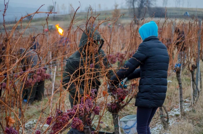 Strugurii îngheţaţi sunt folosiţi la producţia vinului de gheaţă