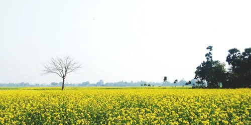 primavara foto pexels png