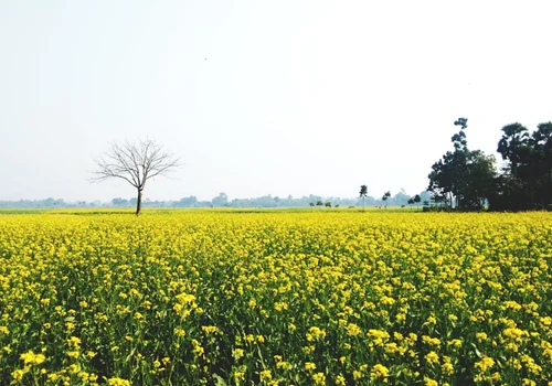 primavara foto pexels png