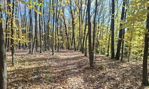 poteca teilor foto cosmin zamfirache (12) jfif