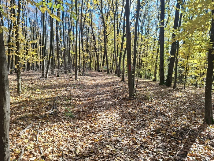 Poteca Teilor, un loc magic din România / FOTO: Cosmin Zamfirache