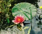Resize of eminescu ipotesti monet giverny lucian muntean 008 jpg