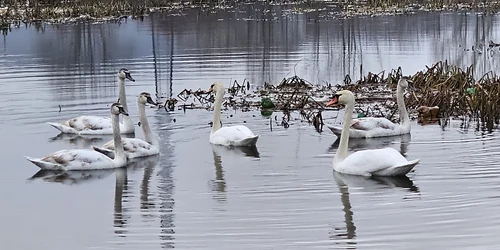 Lacul lebedelor de pe Râul Strei Foto Daniel Guță (63) jpg