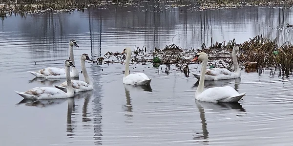 Lacul lebedelor de pe Râul Strei Foto Daniel Guță (63) jpg