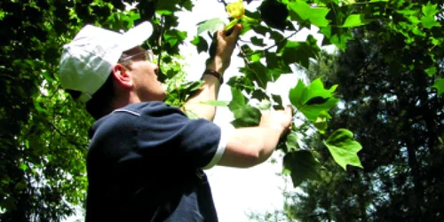 Hunedoara: Copacii cu lalele au înflorit în prag de vară