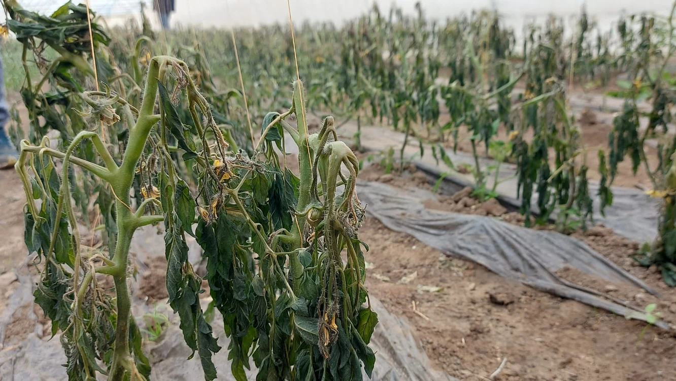 Plantele, unele înflorite, altele cu rod, au fost distruse FOTO: Adevărul