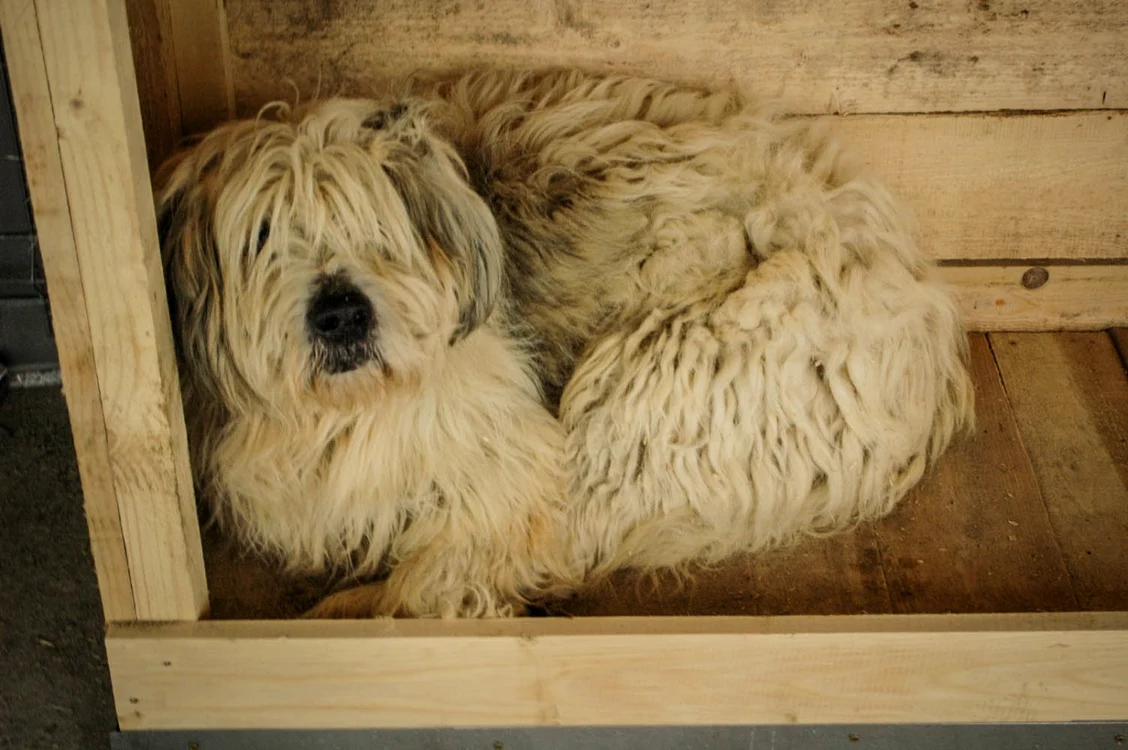 FOTO Arhivă Adevărul