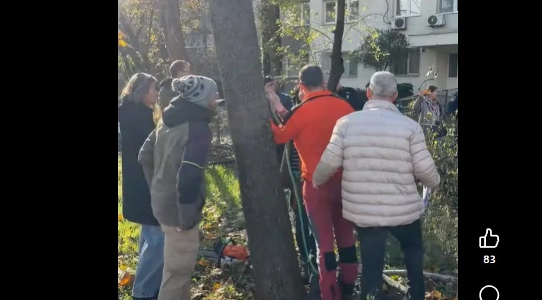 Scandal în Parcul IOR: copaci tăiați fără aviz, Poliția oprește lucrările, iar polițiștii locali sunt anchetați pentru neglijență