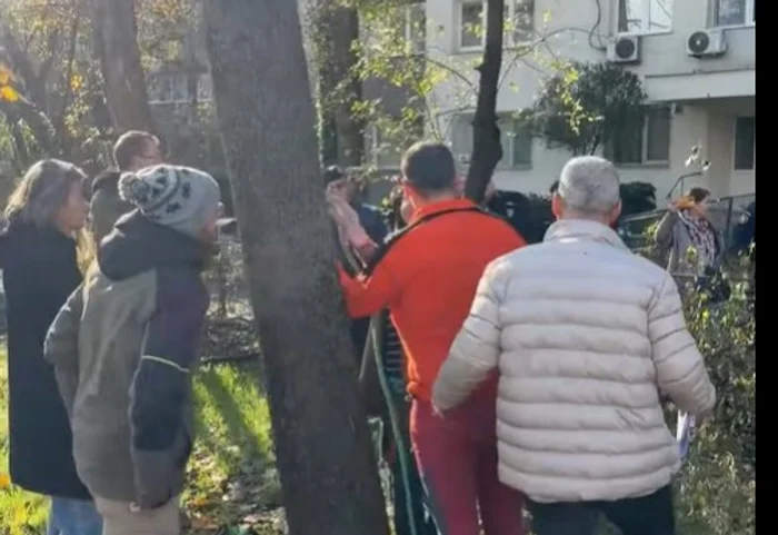 Tăieri ilegale în București FOTO: captură video