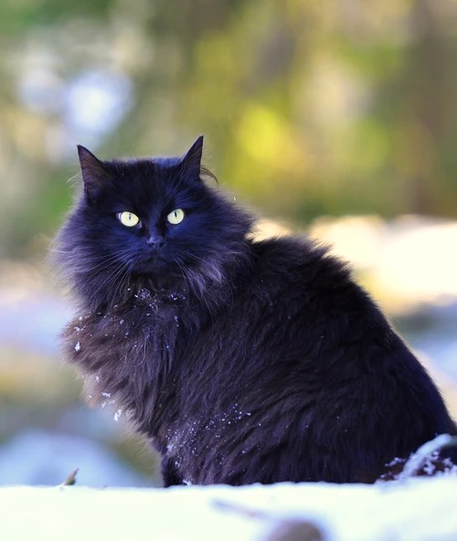 1 73032 original jpg jpeg