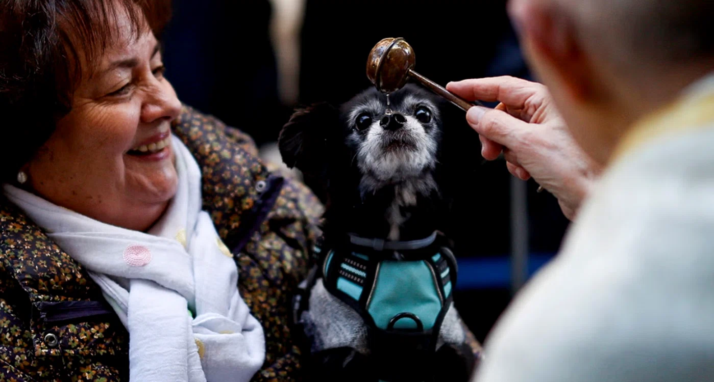 Sărbătoarea sfințirii animalelor de companie este extrem de populară în Madrid. Foto: Reuters