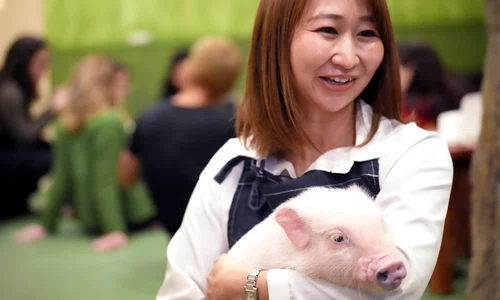 cafenea porci profimedia jpg