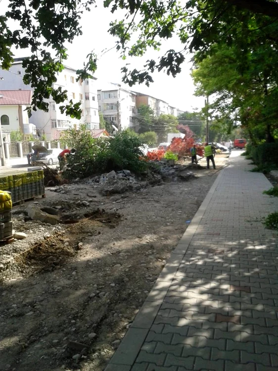 Zeci de copaci, doborâţi pe strada Unirea Principatelor