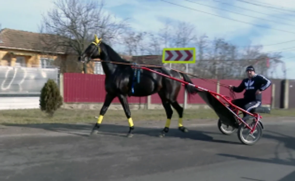 Ionuţ şi Tonio participă des la competiţii hipice Foto Iulian Bunilă