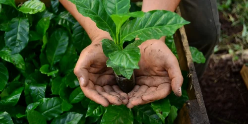 cafea plantatie