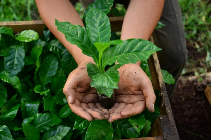 cafea plantatie