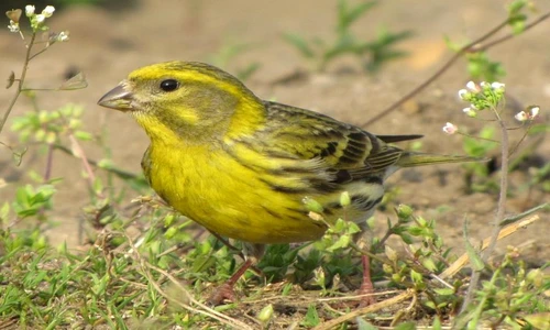 1 78919 original jpg jpeg