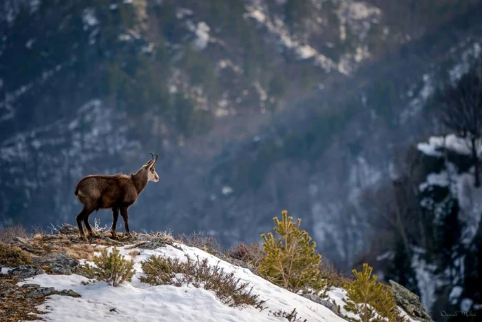 Parcul Naţional Cozia prin obiectivul fotografului de natură şi wildlife Daniel Mîrlea Foto FB Daniel Mîrlea