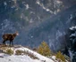 Parcul Naţional Cozia prin obiectivul fotografului de natură şi wildlife Daniel Mîrlea Foto FB Daniel Mîrlea