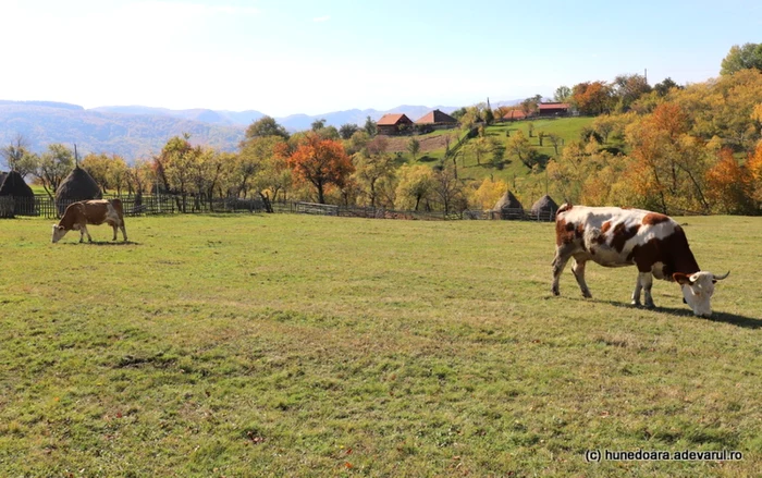 Animalele dau farmec satelor din România. Foto: Daniel Guță