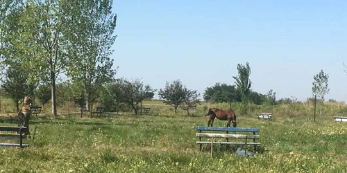 parc ruinat dolj foto andreea mitrache