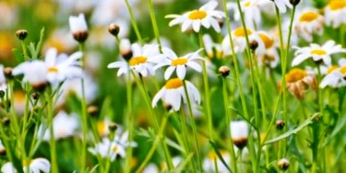  Casa-Gradina.ro musetel