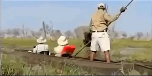elefant gif gif