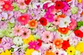 Flori FOTO Shutterstock jpg