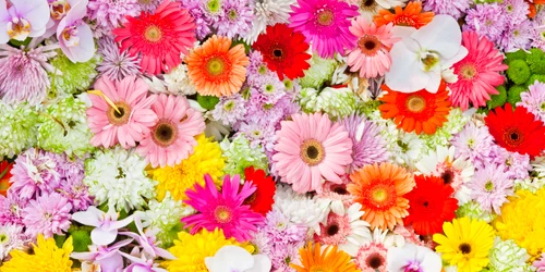 Flori FOTO Shutterstock jpg