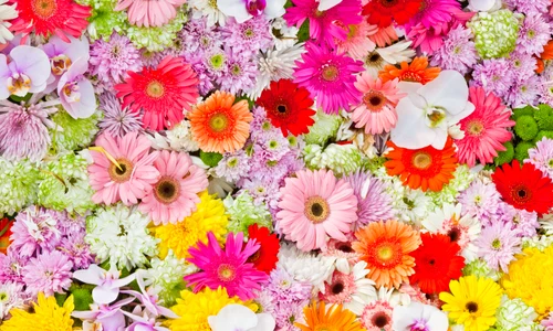 Flori FOTO Shutterstock jpg