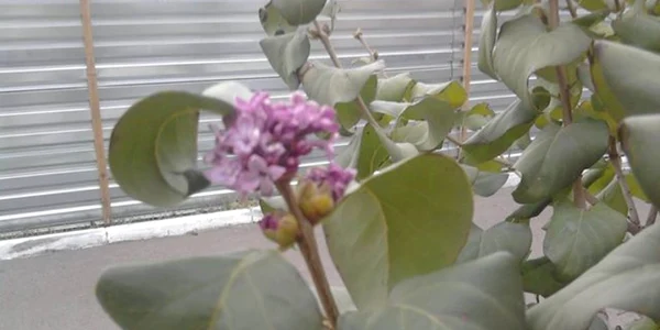 liliac