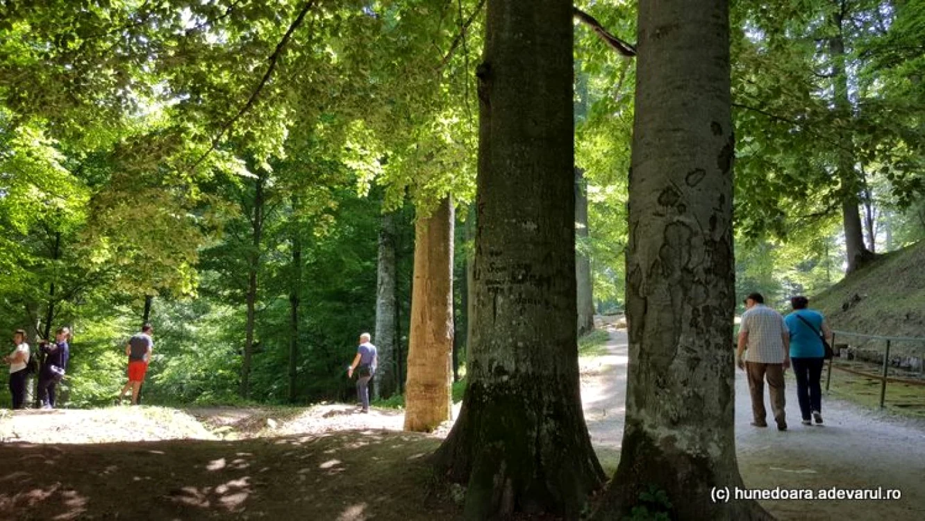 paduri seculare hunedoara foto daniel guta adevarul