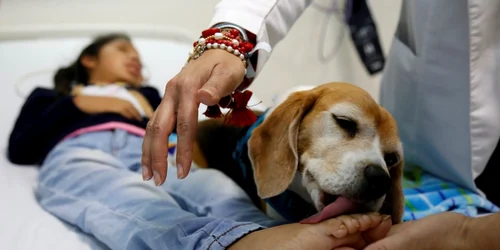 Un câine însoţeşte un pacient la consultaţie în zona Palliative Care de la Spitalul din Guadalajara Mexic FOTO EPA-EFE / Francisco Guasco