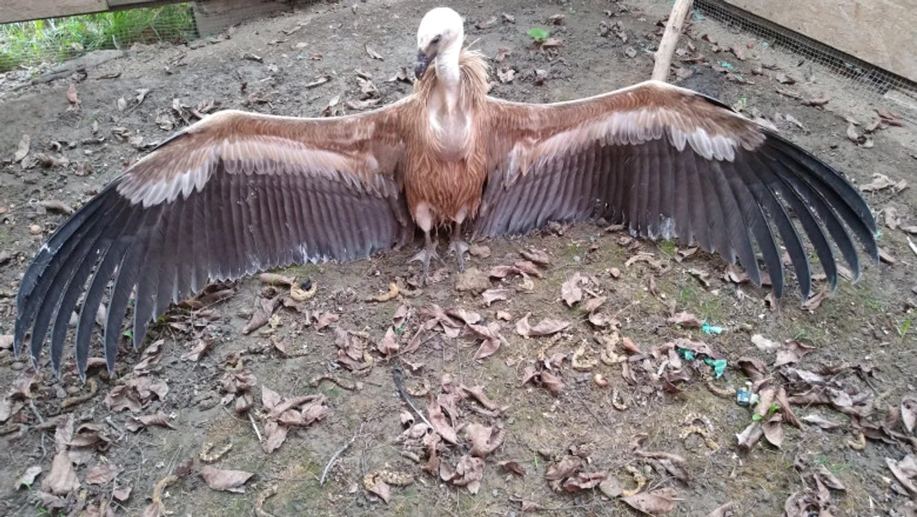 
    Vulturul nu dă semne de răni sau accidentărifoto: Centrul de Reabilitare a Animalelor Rănite de la Târgu Mureș  