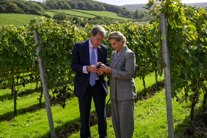 Sophie la crama, Profimedia