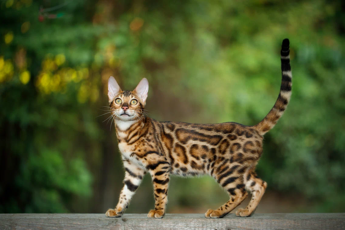 2 bengal jpg jpeg